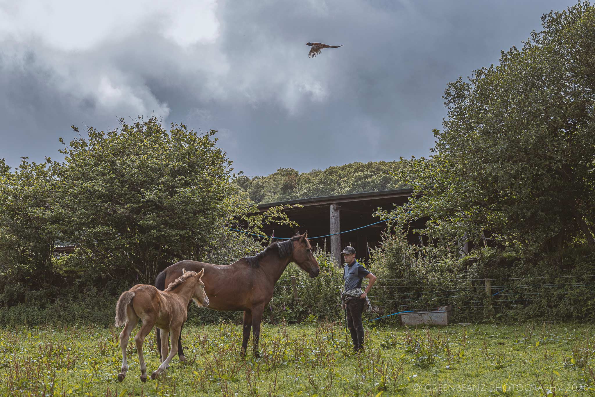 Mare, Foal and Flying Pheasant - Plymouth - May 2020